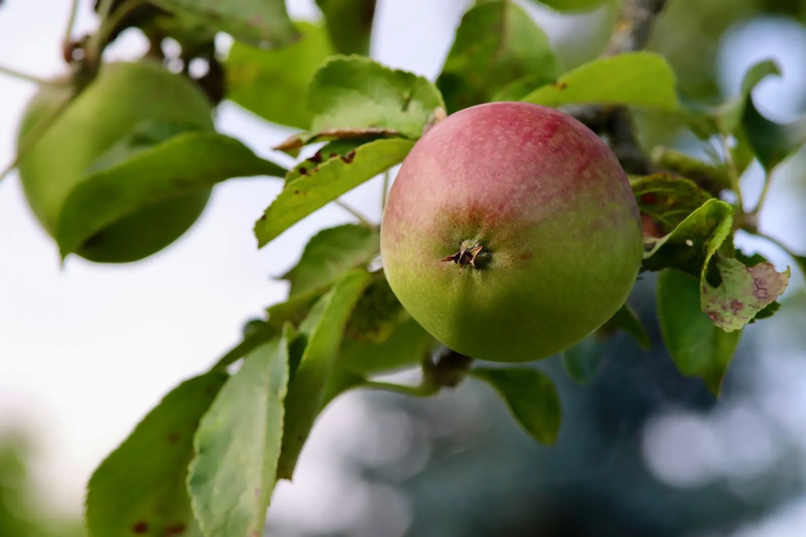 Green and red apple hanging on a branch with lush green leaves under a clear sky.